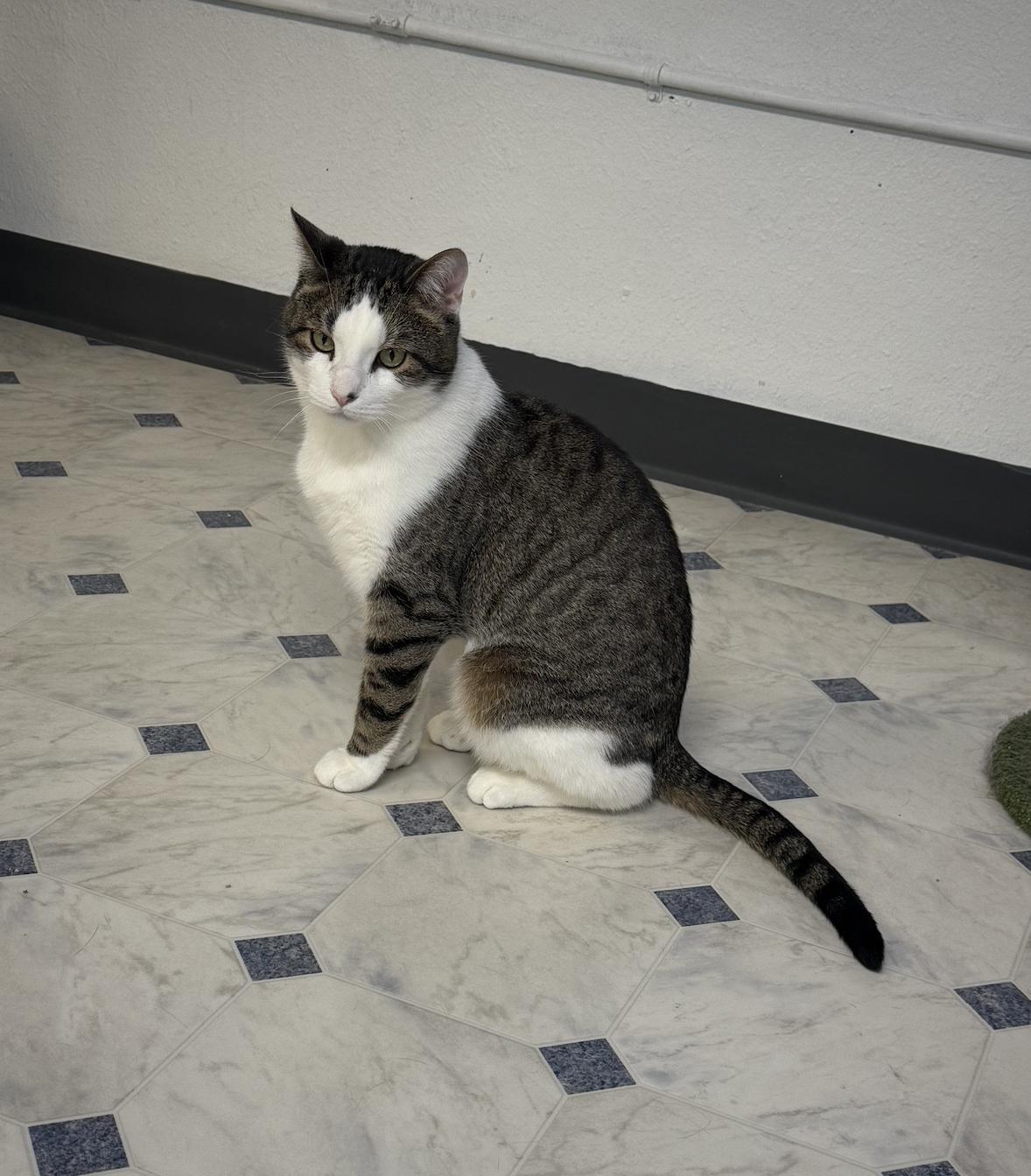 MaryJane, a Adoptable Domestic Short Hair in Coralville, IA image 1/2