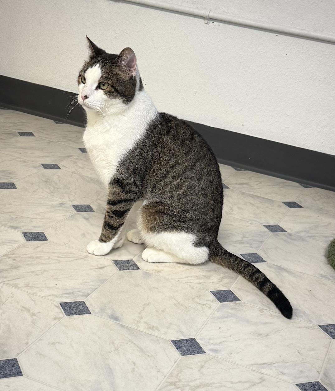 MaryJane, a Adoptable Domestic Short Hair in Coralville, IA image 2/2