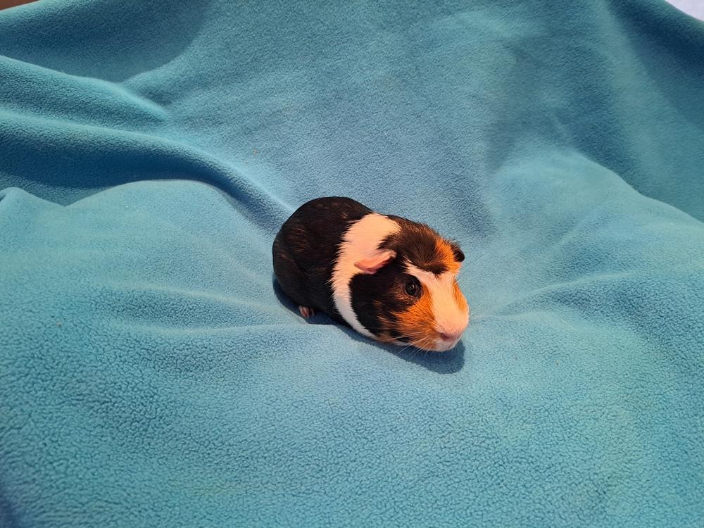 Pig Newton, a Adoptable mixed breed in South Bend, IN image 1/2
