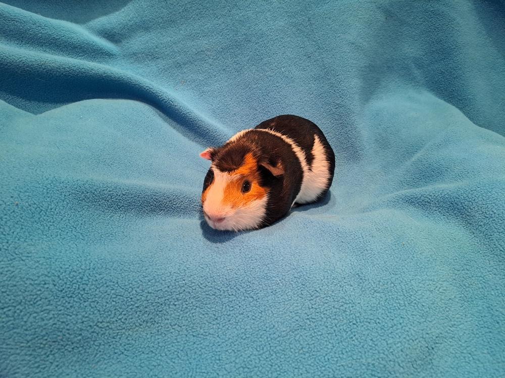 Pig Newton, a Adoptable mixed breed in South Bend, IN image 2/2