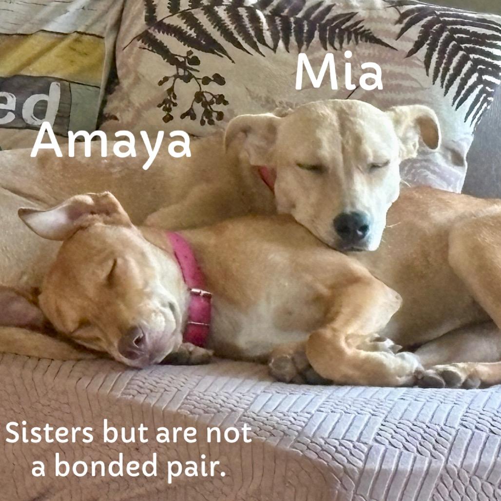 Mia, Adoptable, Young Female Mixed Breed.