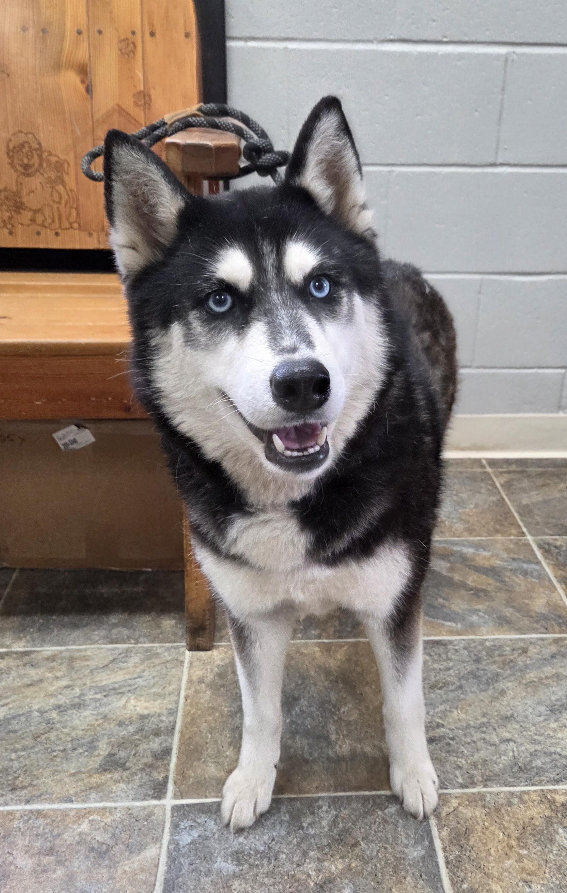 Luna, adopted, Young Female Siberian Husky.