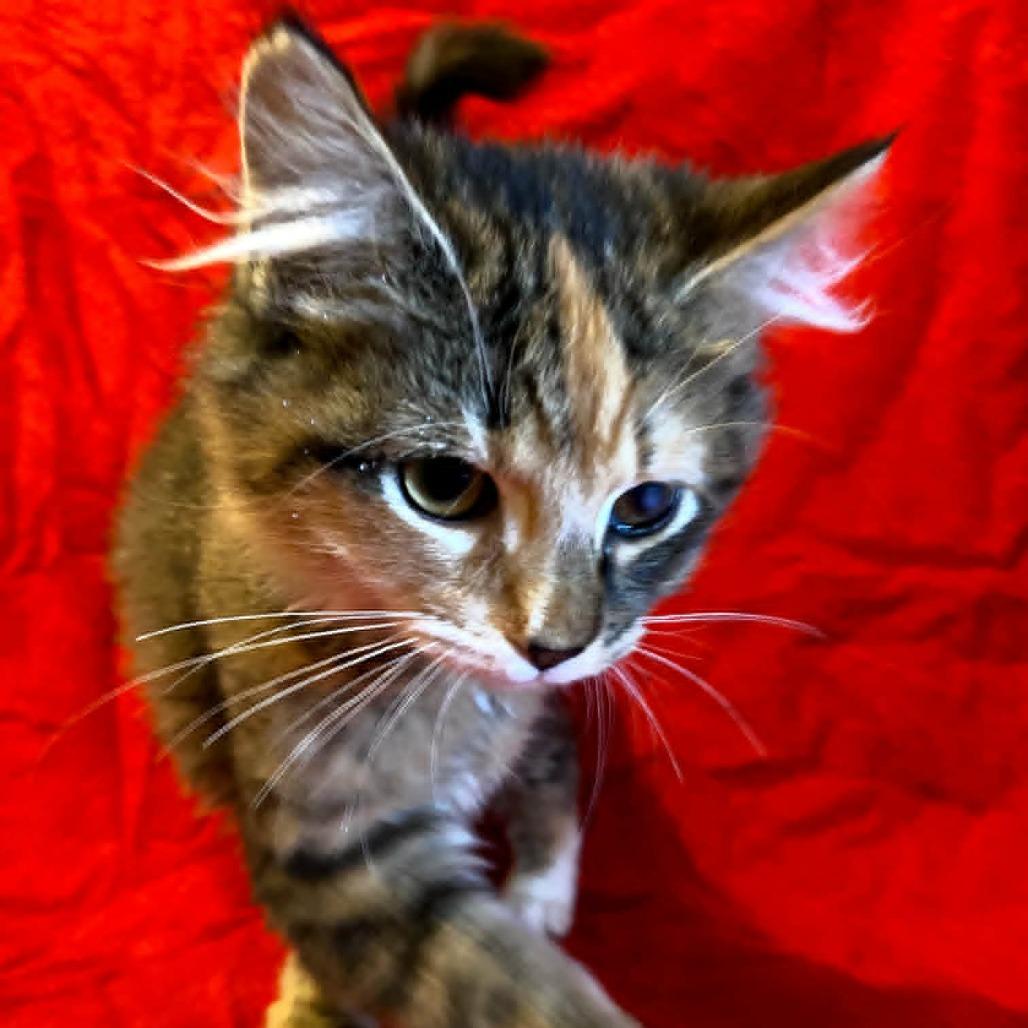Dora, Adoptable, Kitten Female Domestic Medium Hair.
