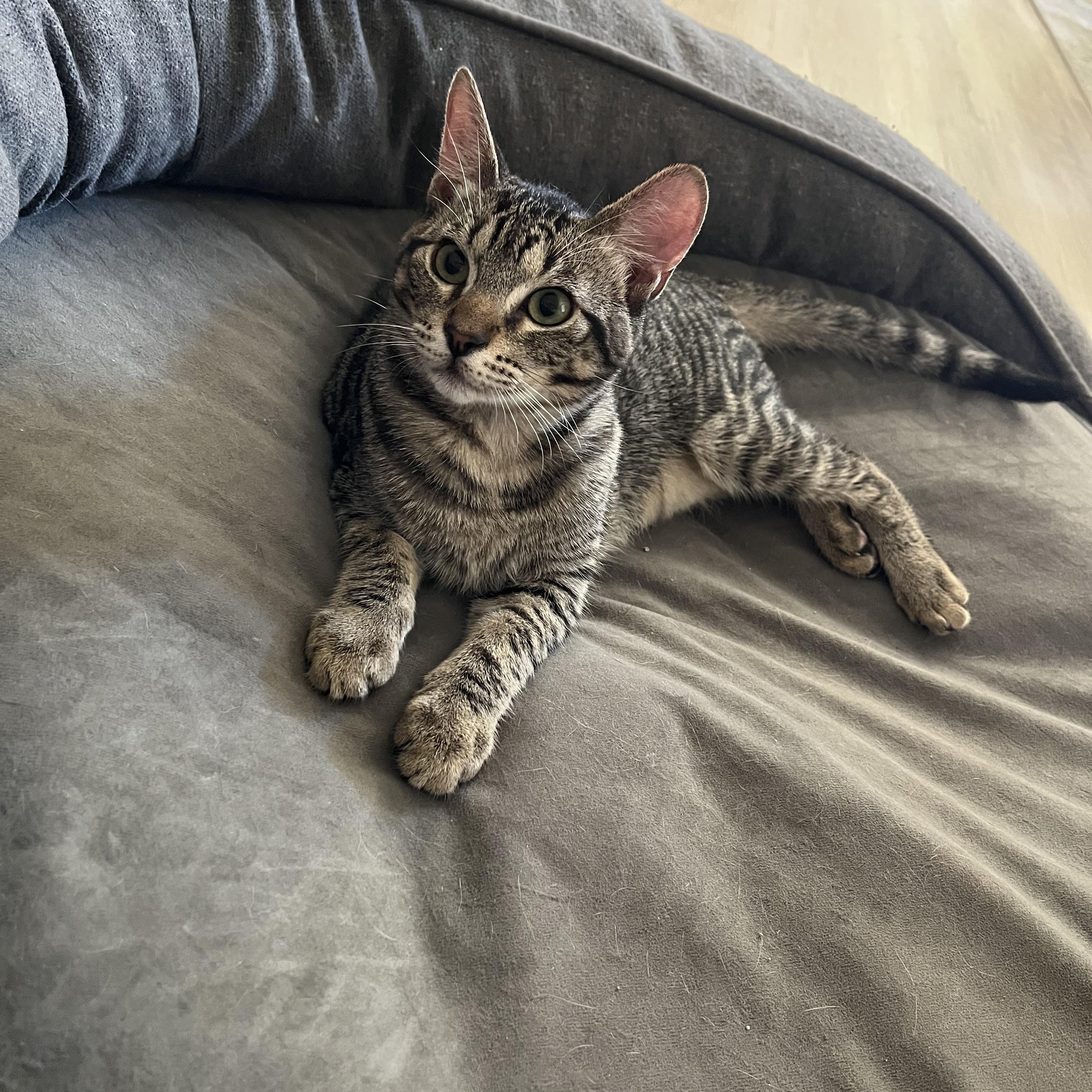 The Peewees (2 of 2) - Bulbasaur