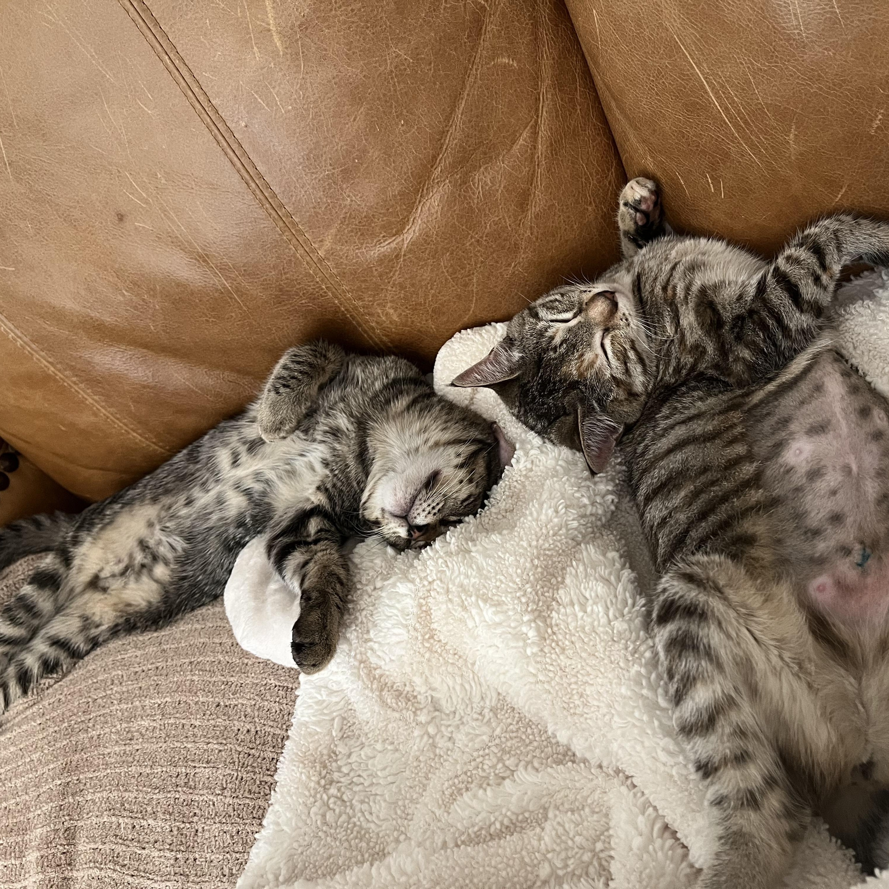 The Peewees (2 of 2) - Bulbasaur