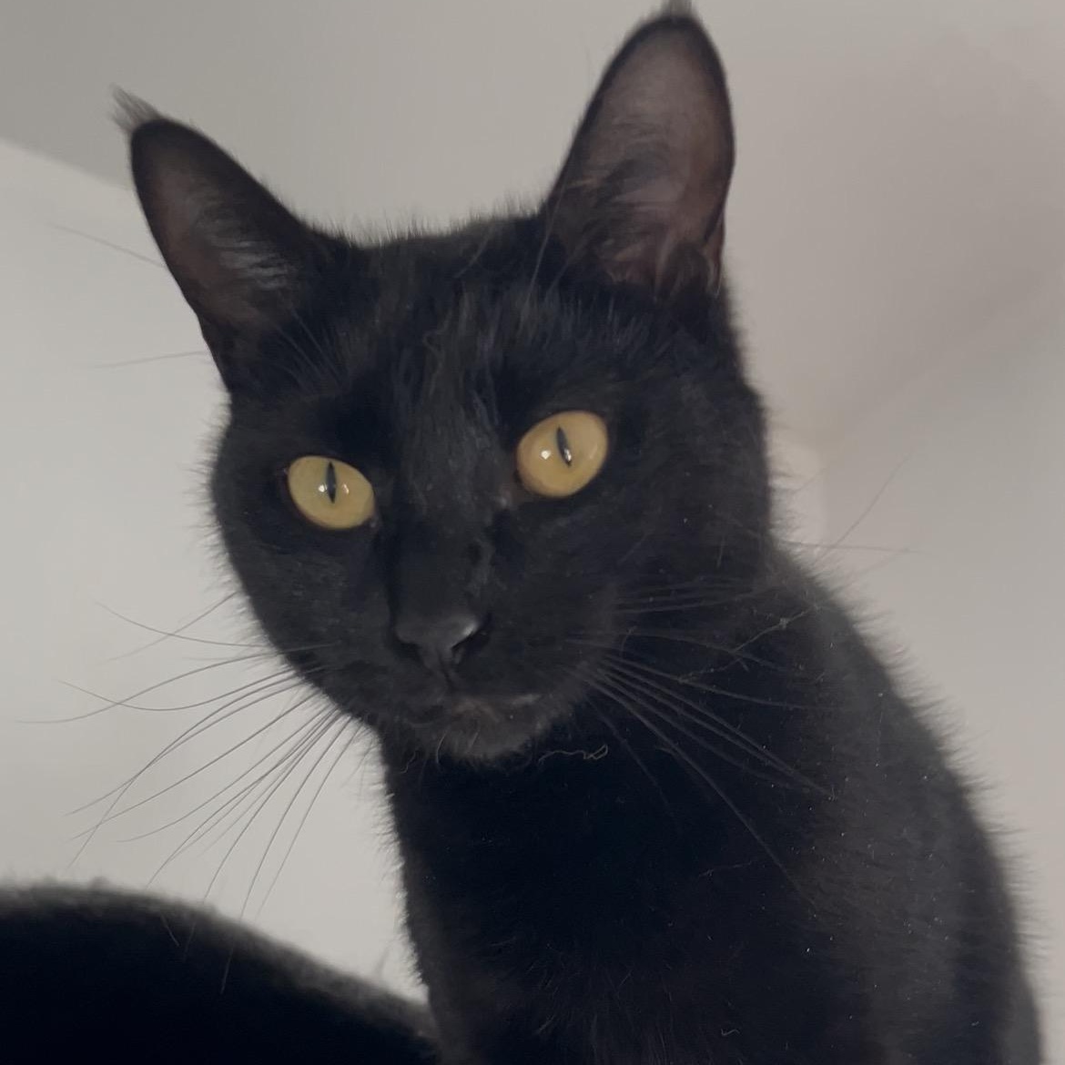 Enlarge Sky, a ADOPTABLE Domestic Short Hair in Bonners Ferry, ID image 1/2