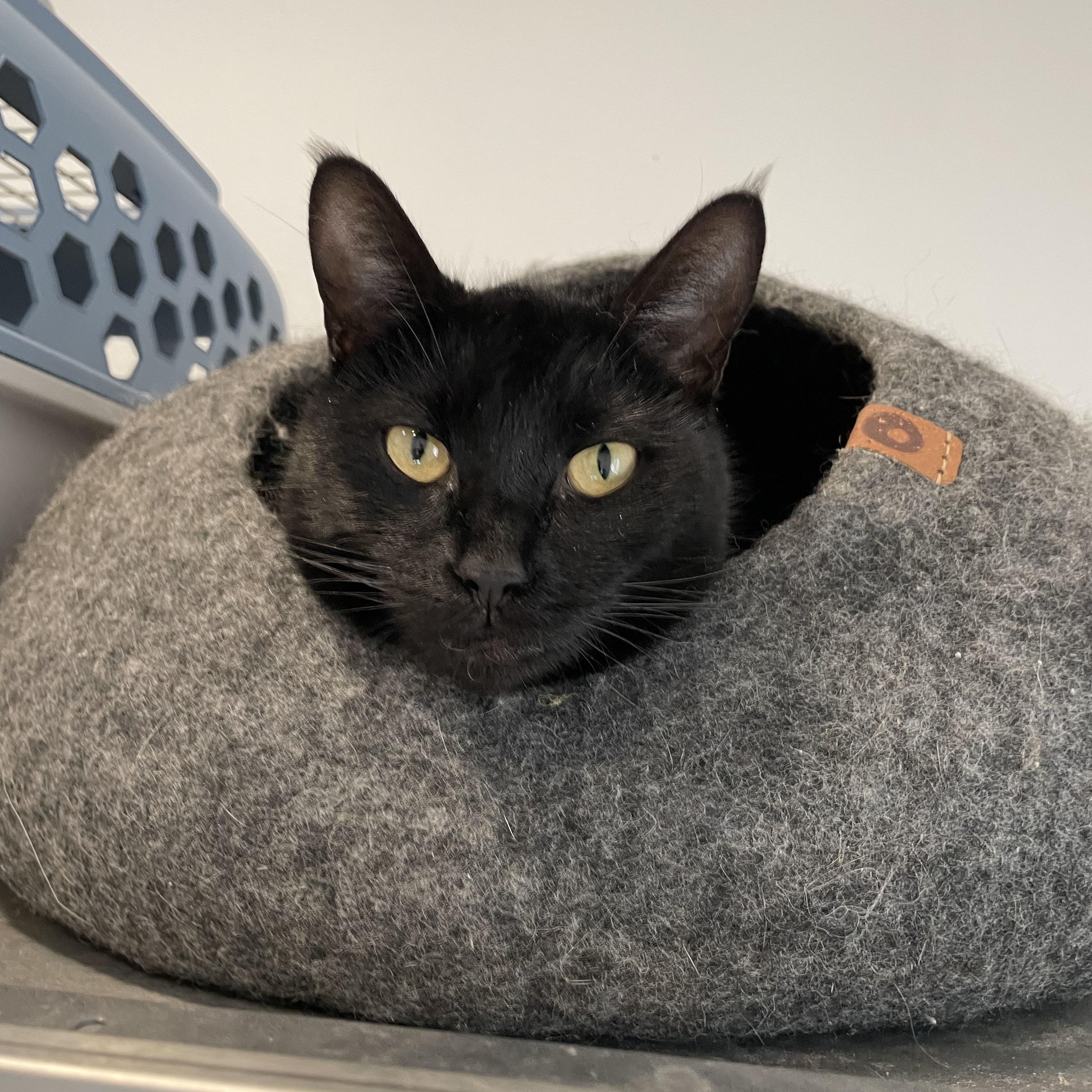 Enlarge Sky, a ADOPTABLE Domestic Short Hair in Bonners Ferry, ID image 2/2
