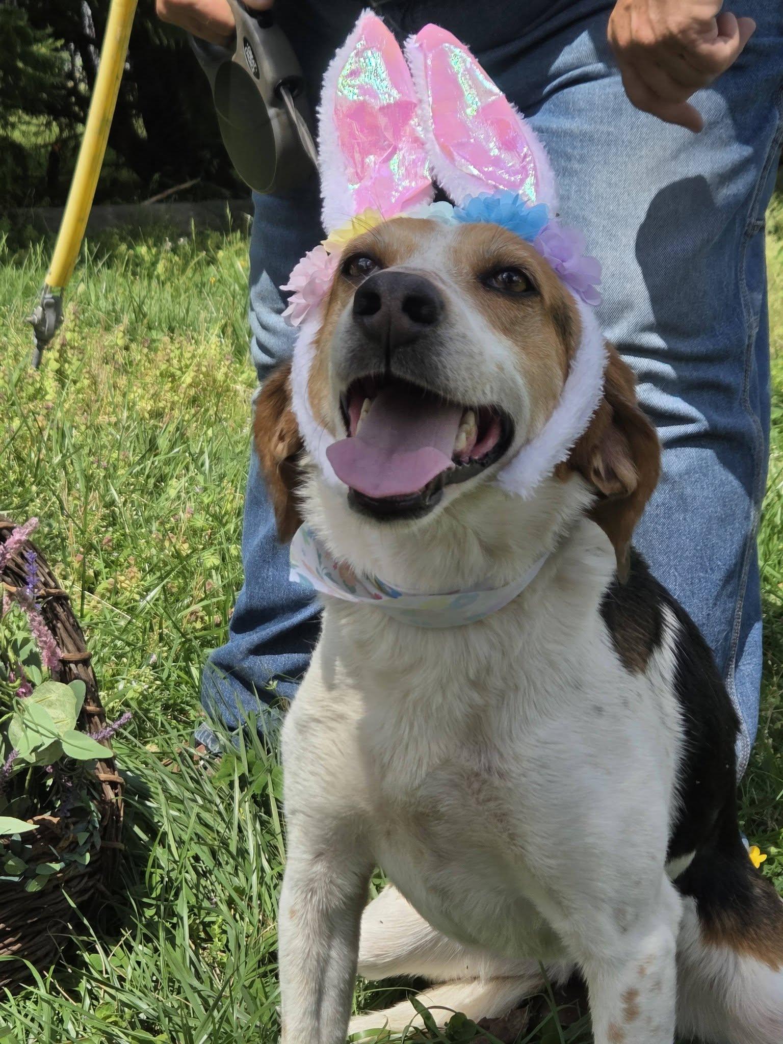 Enlarge Arielle , a ADOPTABLE Beagle in Clarksville, VA image 2/2