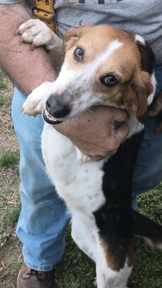 Arielle , ADOPTABLE, Adult Female Beagle.