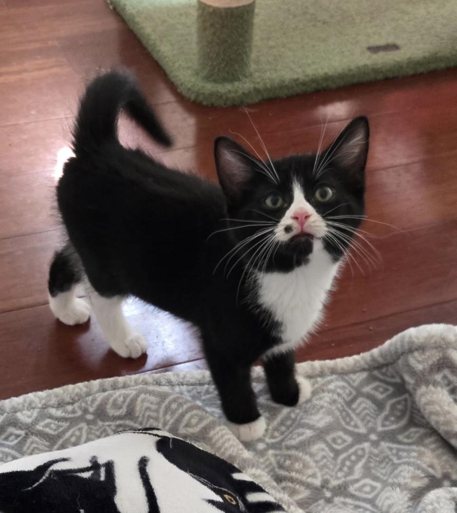 Enlarge Teletubbies:  Po, a Adoptable Domestic Short Hair in Norwalk, CT image 4/6