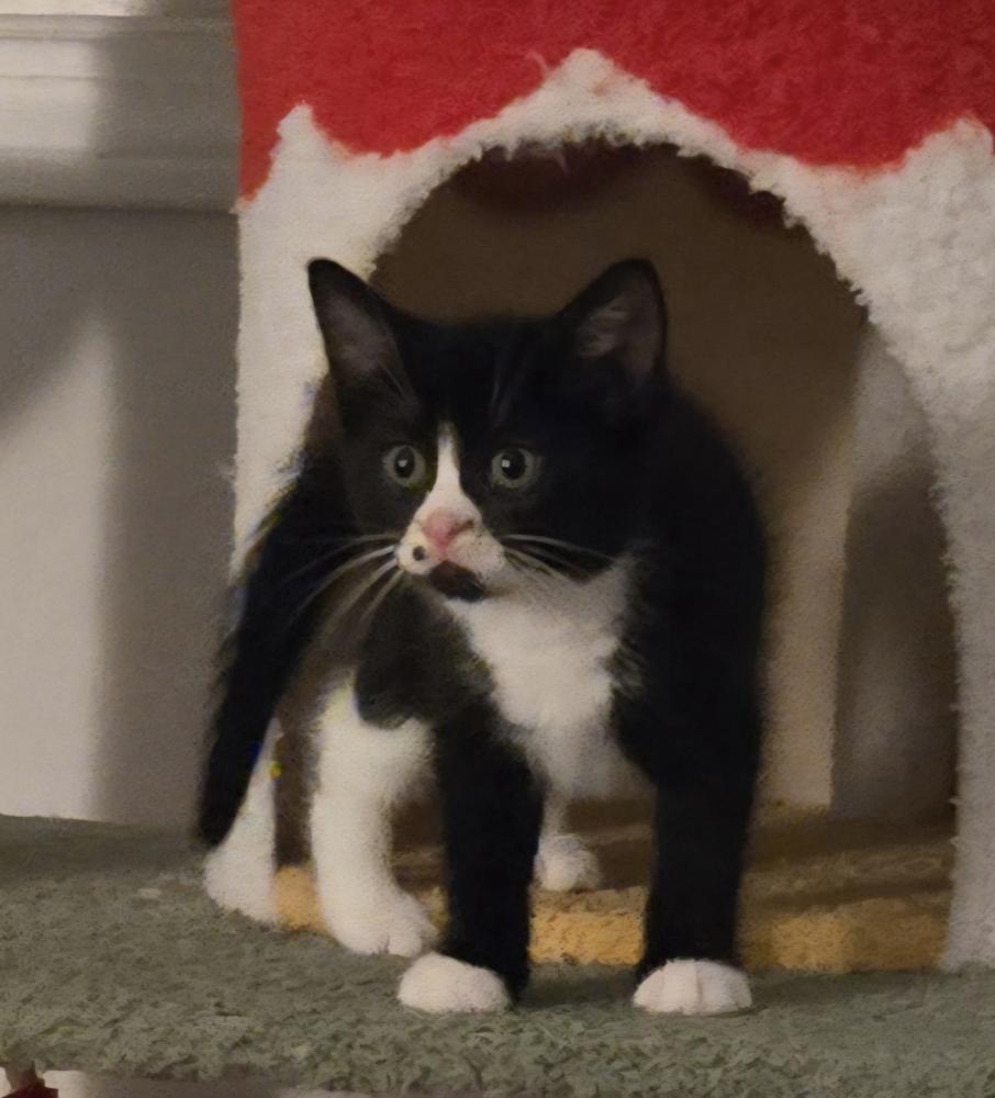 Enlarge Teletubbies:  Po, a Adoptable Domestic Short Hair in Norwalk, CT image 5/6