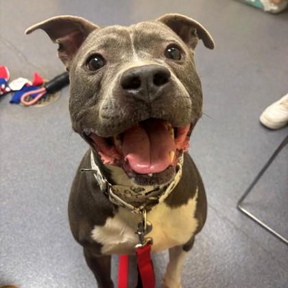 Zander, a Adoptable mixed breed in Richmond, VA image 3/6