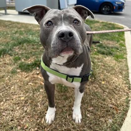 Zander, a Adoptable mixed breed in Richmond, VA image 4/6