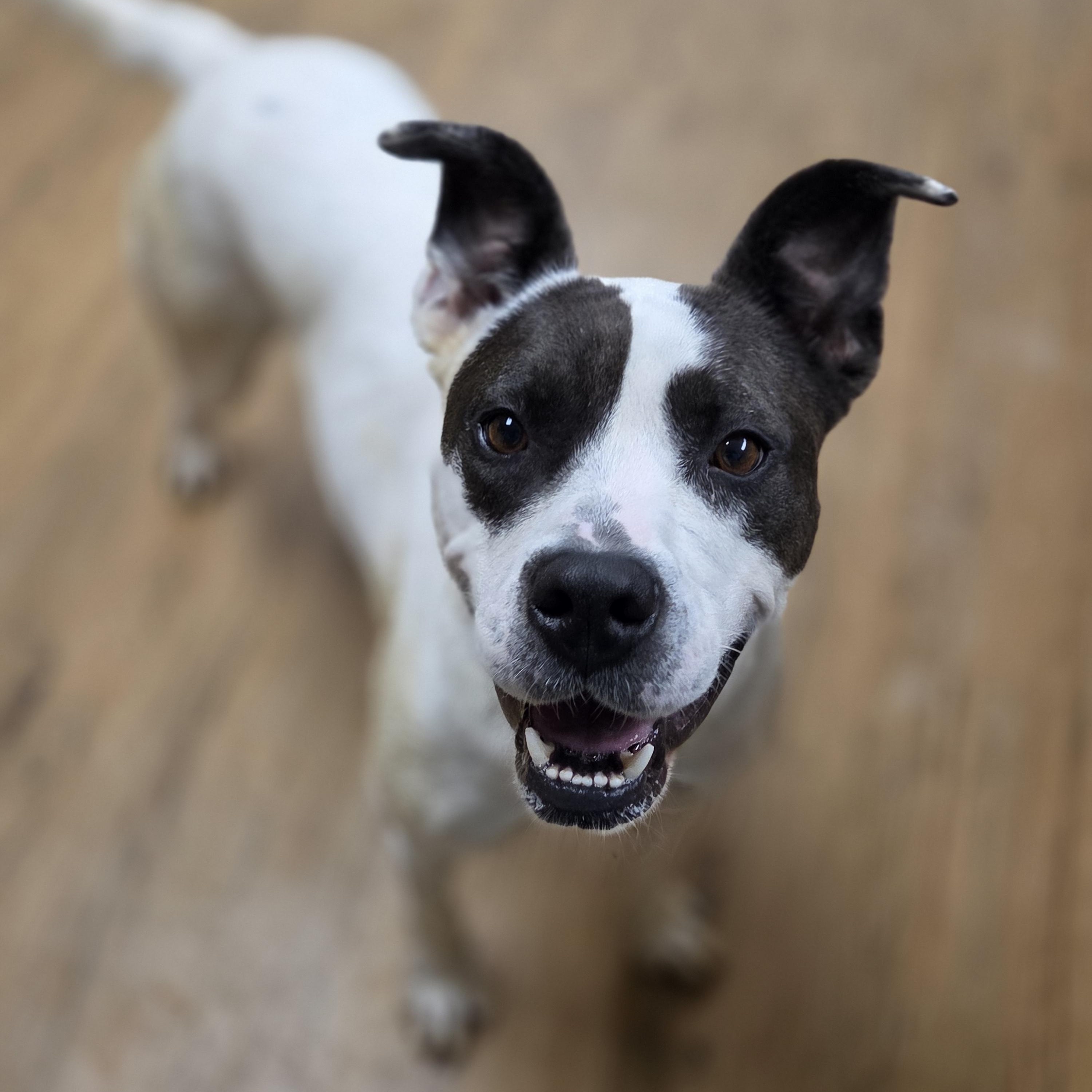 Bill, Adoptable, Adult Male Pit Bull Terrier.