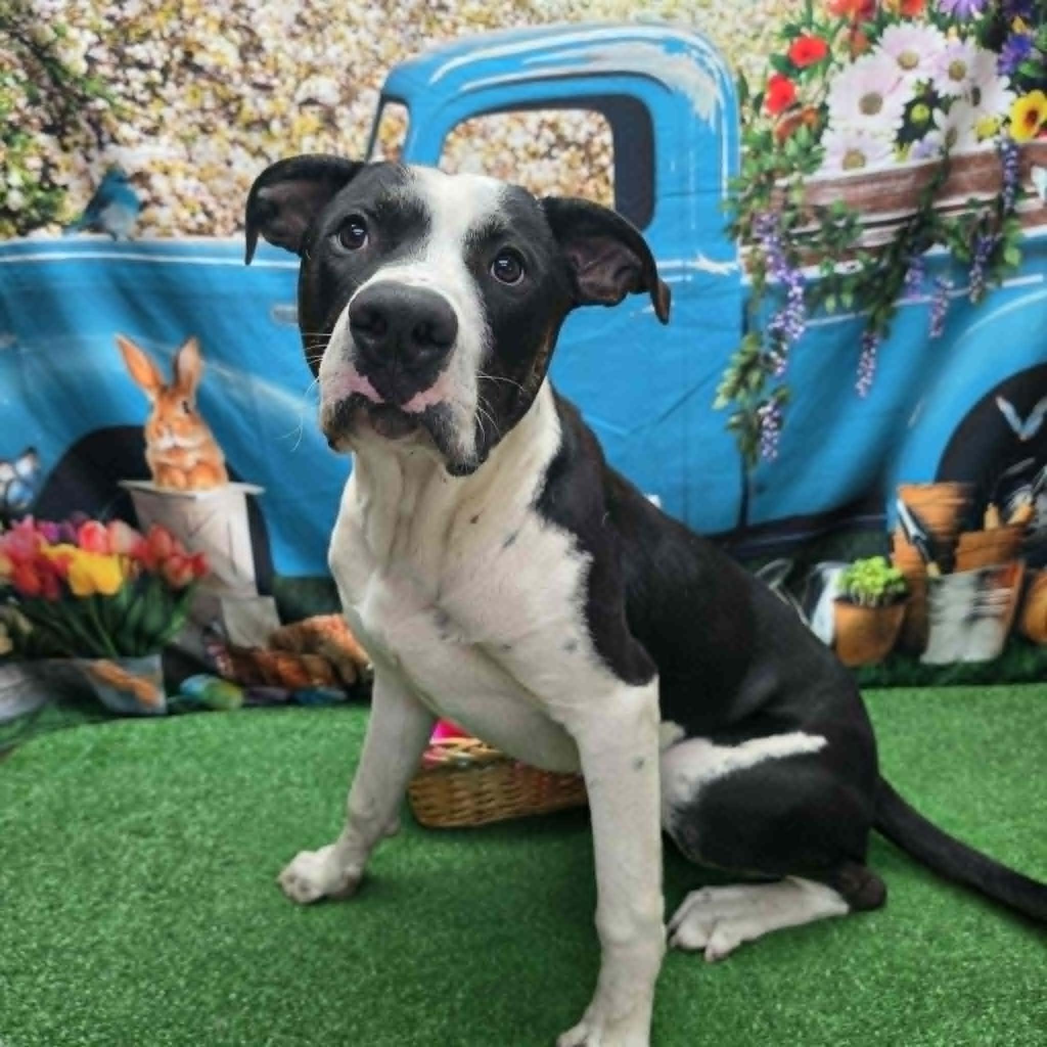 Mickey, a ADOPTABLE Pit Bull Terrier in Statesboro, GA image 3/3