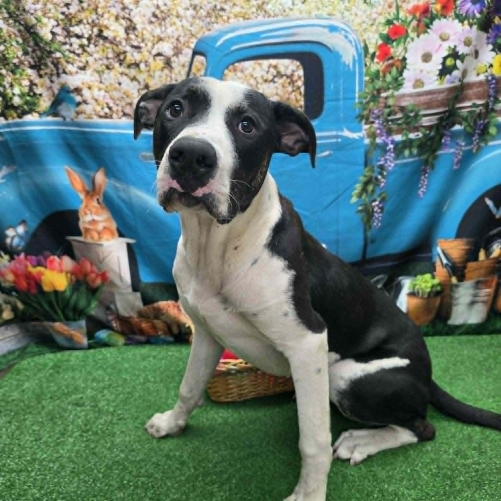 Mickey, ADOPTABLE, Adult Male Pit Bull Terrier.