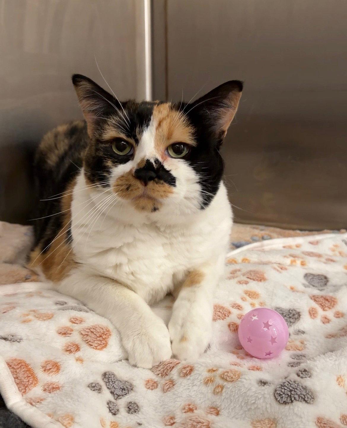 Enlarge Cessna, a Adoptable Domestic Short Hair in Scottsdale, AZ image 1/2