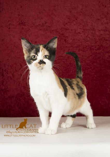 Enlarge Cessna, a Adoptable Domestic Short Hair in Scottsdale, AZ image 2/2