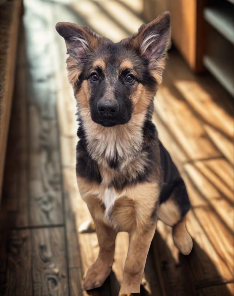 Leonidas aka Leo, Adoptable, Young Male German Shepherd Dog.