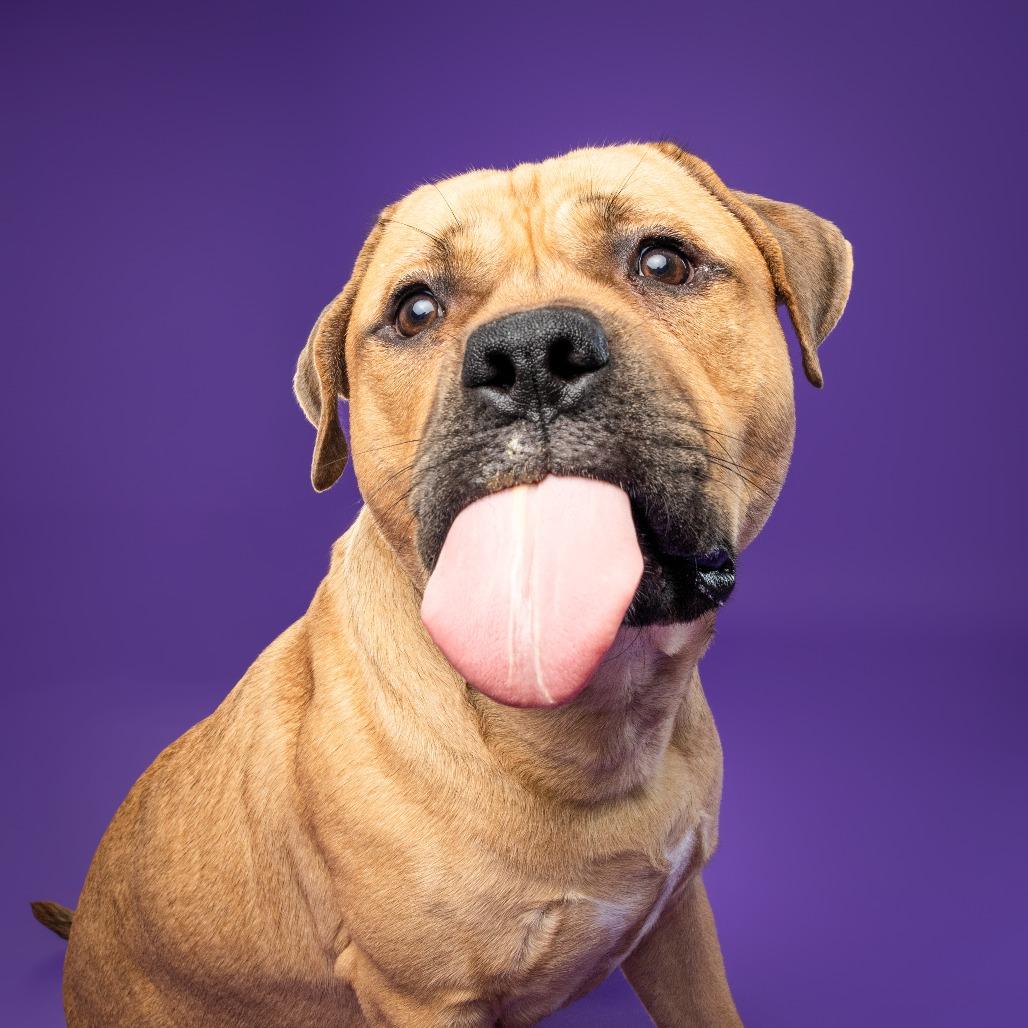 Enlarge Piper AKA Tobias Squishmallow III, a Adoptable mixed breed in Fairfax, VA image 1/6