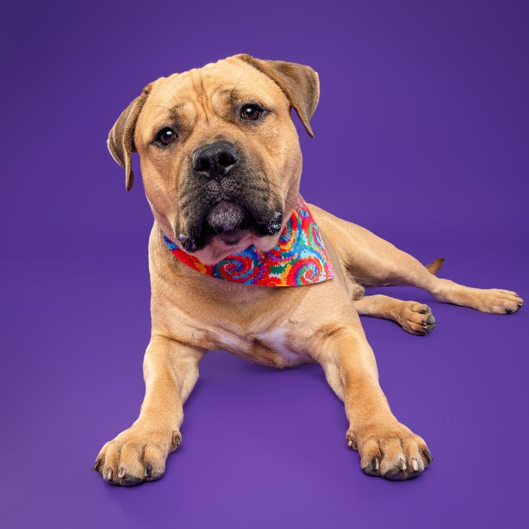 Enlarge Piper AKA Tobias Squishmallow III, a Adoptable mixed breed in Fairfax, VA image 2/6