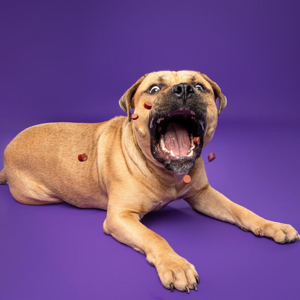 Enlarge Piper AKA Tobias Squishmallow III, a Adoptable mixed breed in Fairfax, VA image 3/6