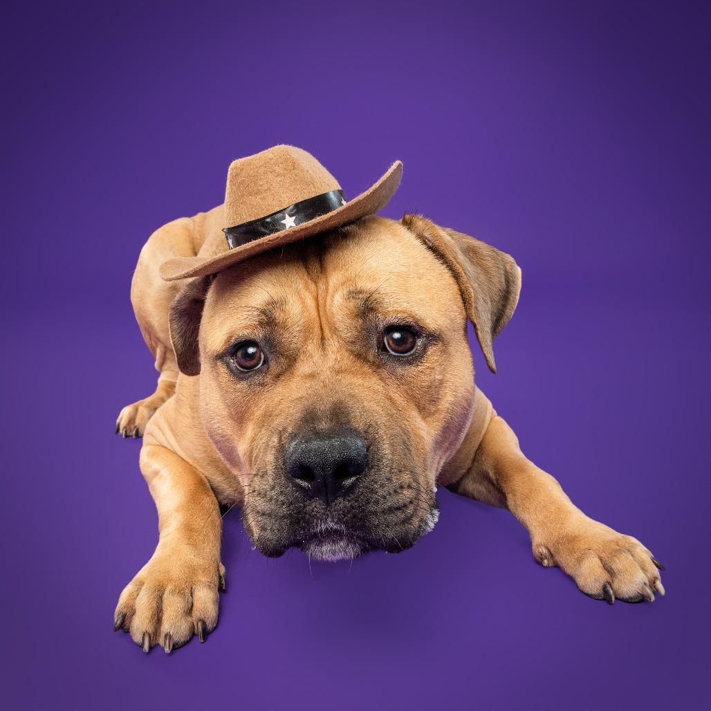 Piper Aka Tobias Squishmallow thumbnail 4