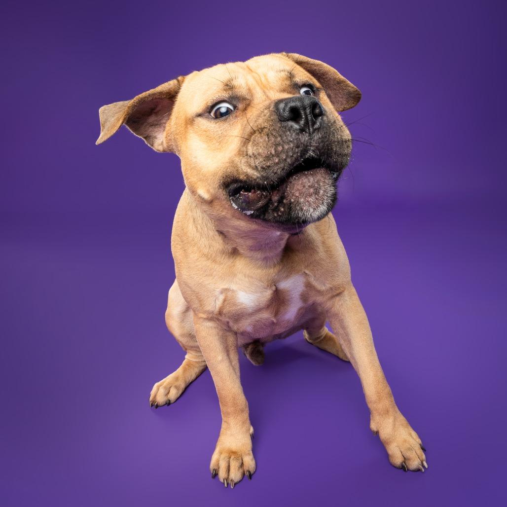 Enlarge Piper AKA Tobias Squishmallow III, a Adoptable mixed breed in Fairfax, VA image 5/6