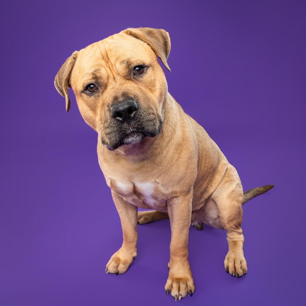 Enlarge Piper AKA Tobias Squishmallow III, a Adoptable mixed breed in Fairfax, VA image 6/6