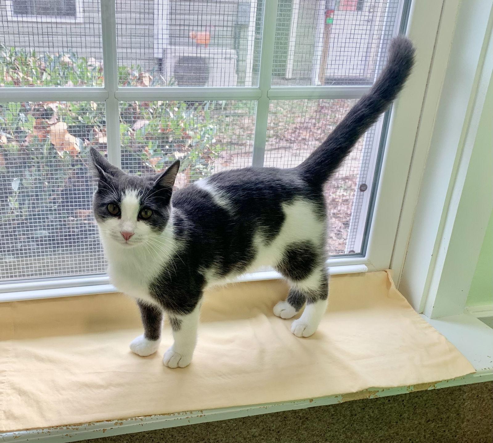 Enlarge Niko, a Adoptable Domestic Short Hair in Mc Cormick, SC image 1/3