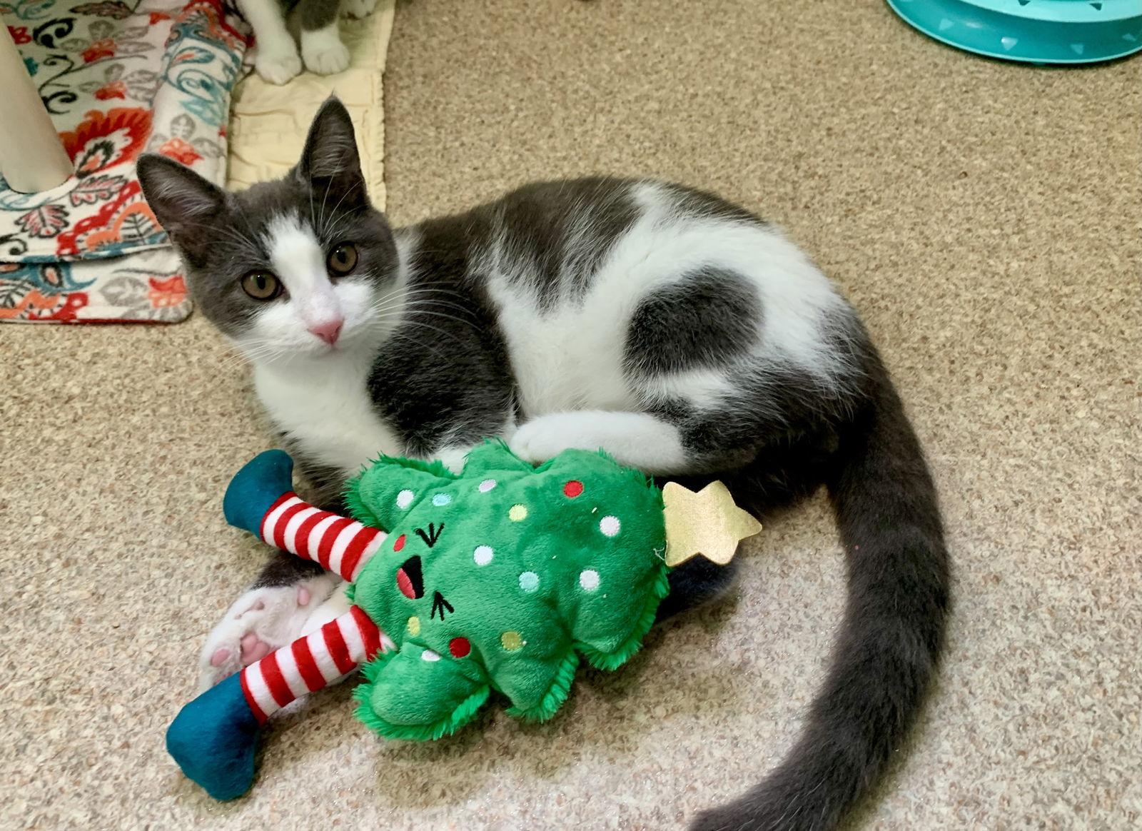 Enlarge Niko, a Adoptable Domestic Short Hair in Mc Cormick, SC image 2/3