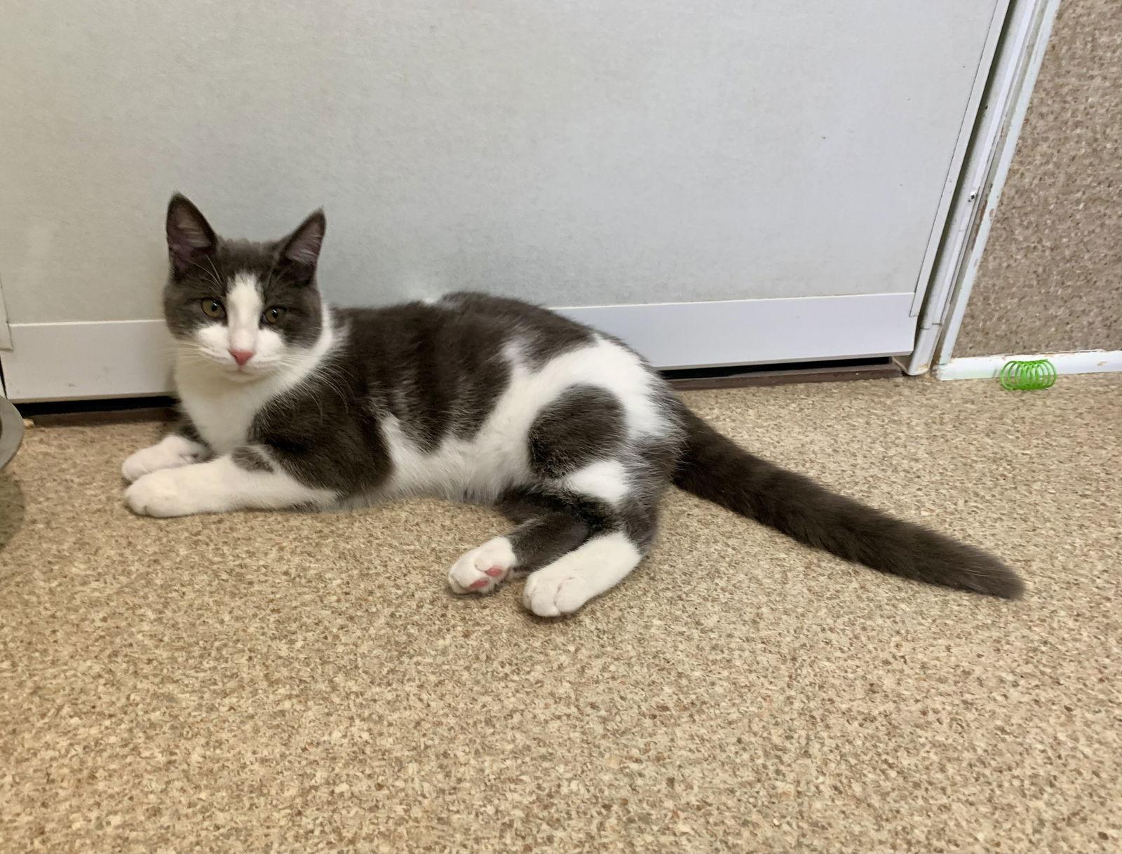 Enlarge Niko, a Adoptable Domestic Short Hair in Mc Cormick, SC image 3/3