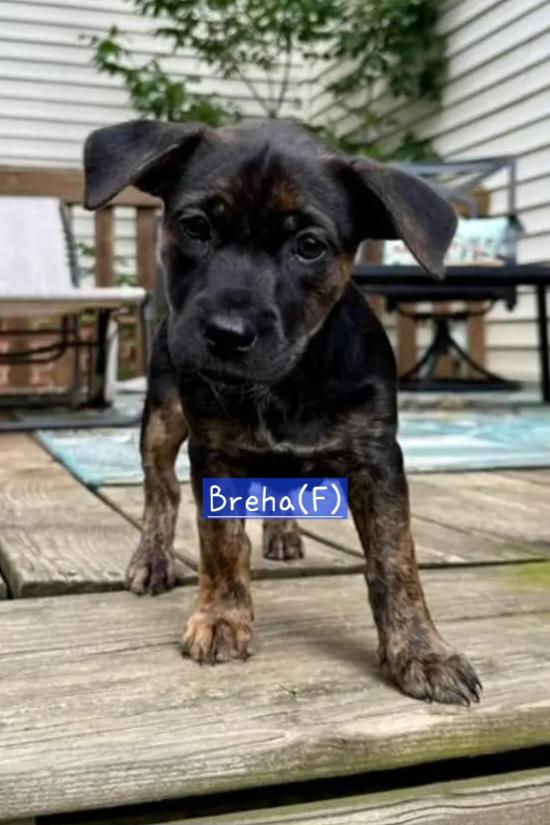 Breha(F) Labrador Retriever Dog
