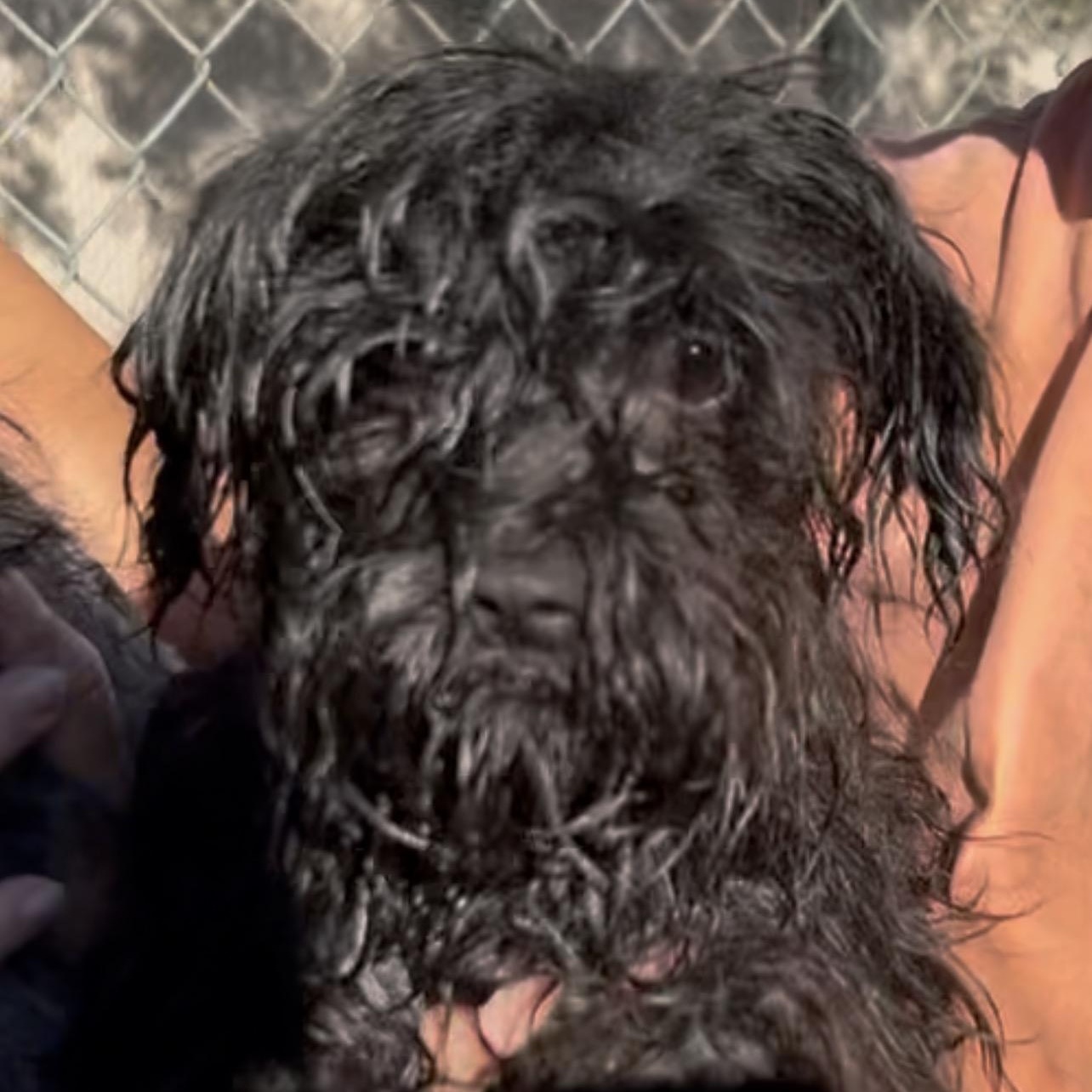 Coconut, Adoptable, Young Male Poodle.