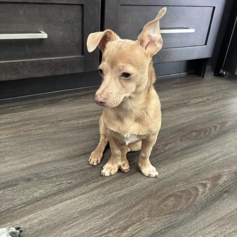 Enlarge Bodhi, a ADOPTABLE mixed breed in Bradenton, FL image 3/6