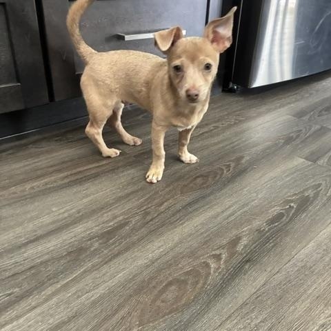 Enlarge Bodhi, a ADOPTABLE mixed breed in Bradenton, FL image 4/6