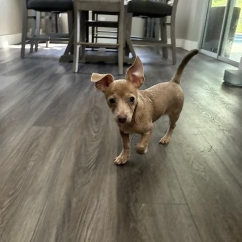 Enlarge Bodhi, a ADOPTABLE mixed breed in Bradenton, FL image 5/6