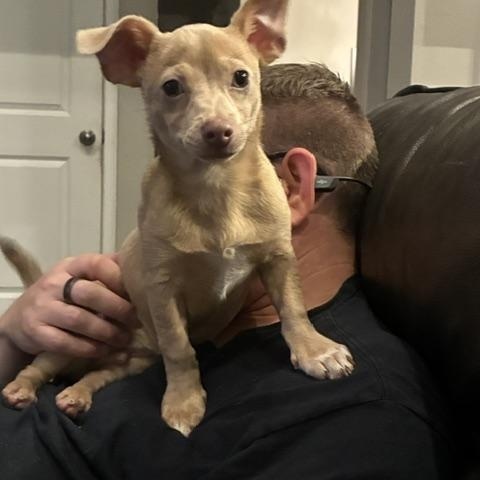 Enlarge Bodhi, a ADOPTABLE mixed breed in Bradenton, FL image 2/6