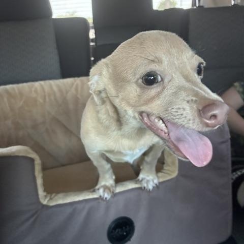 Enlarge Bodhi, a ADOPTABLE mixed breed in Bradenton, FL image 6/6