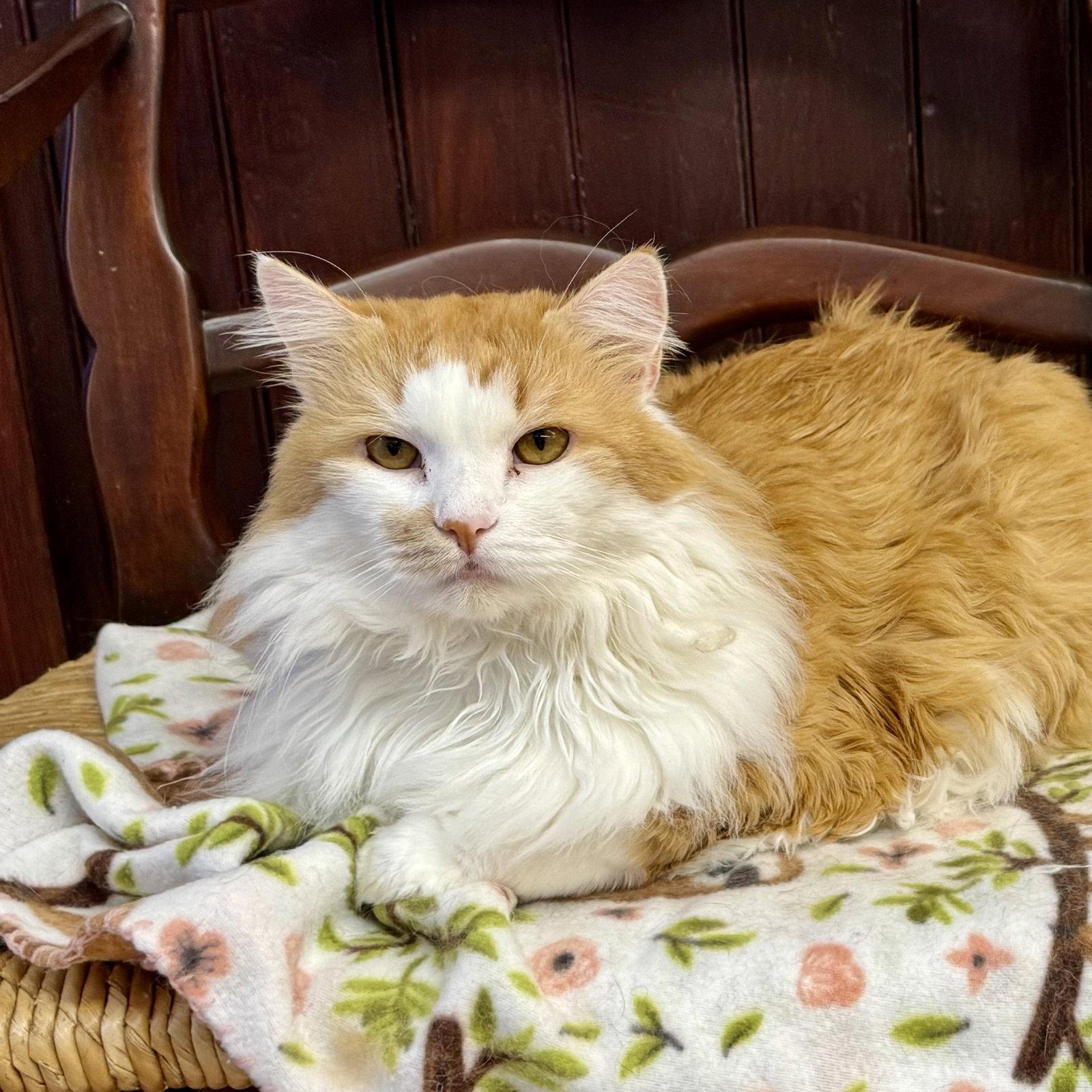 JoJo, Adoptable, Adult Male Domestic Long Hair.