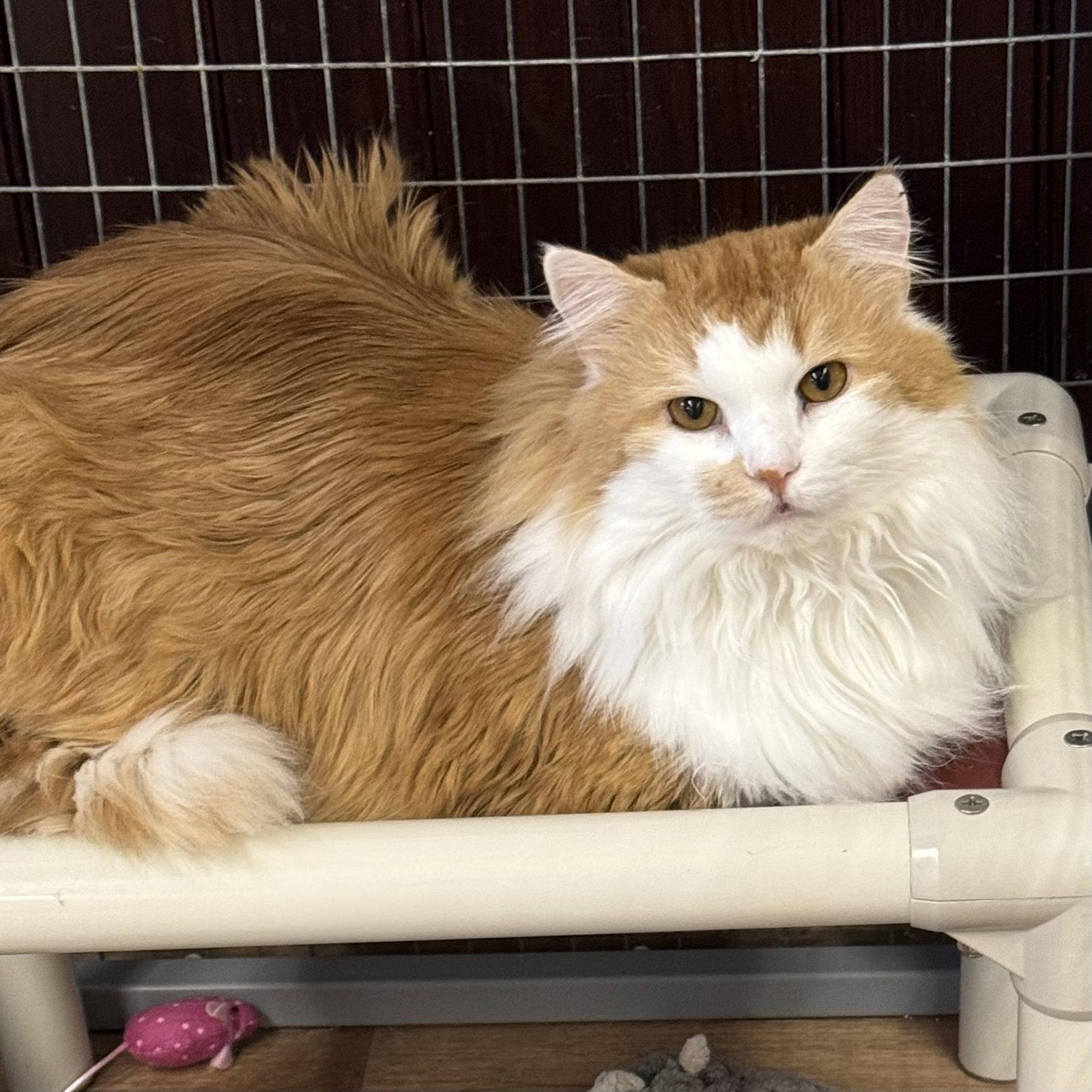 JoJo, Adoptable, Adult Male Domestic Long Hair.