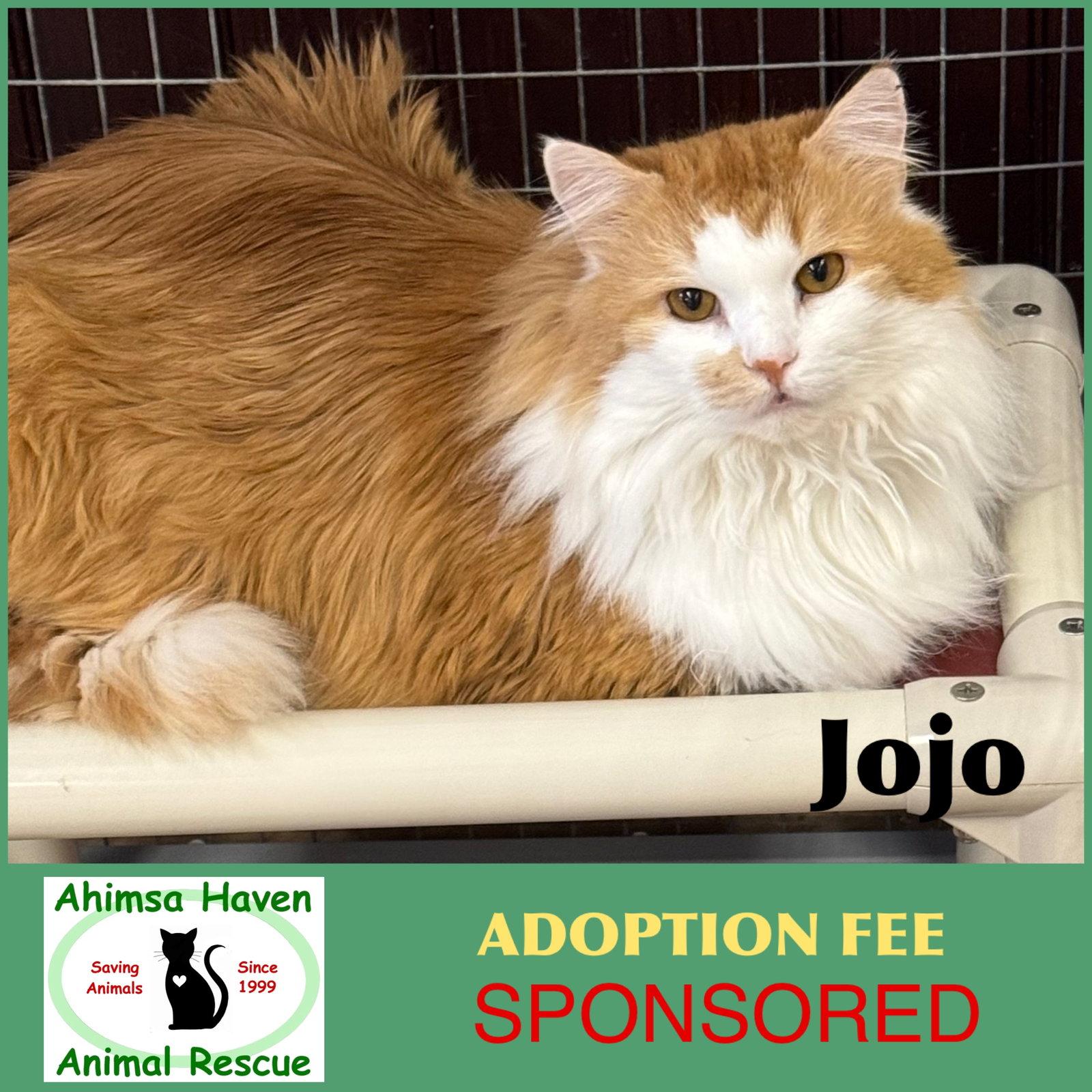 JoJo, a Adoptable Domestic Long Hair in Winchendon, MA image 1/3