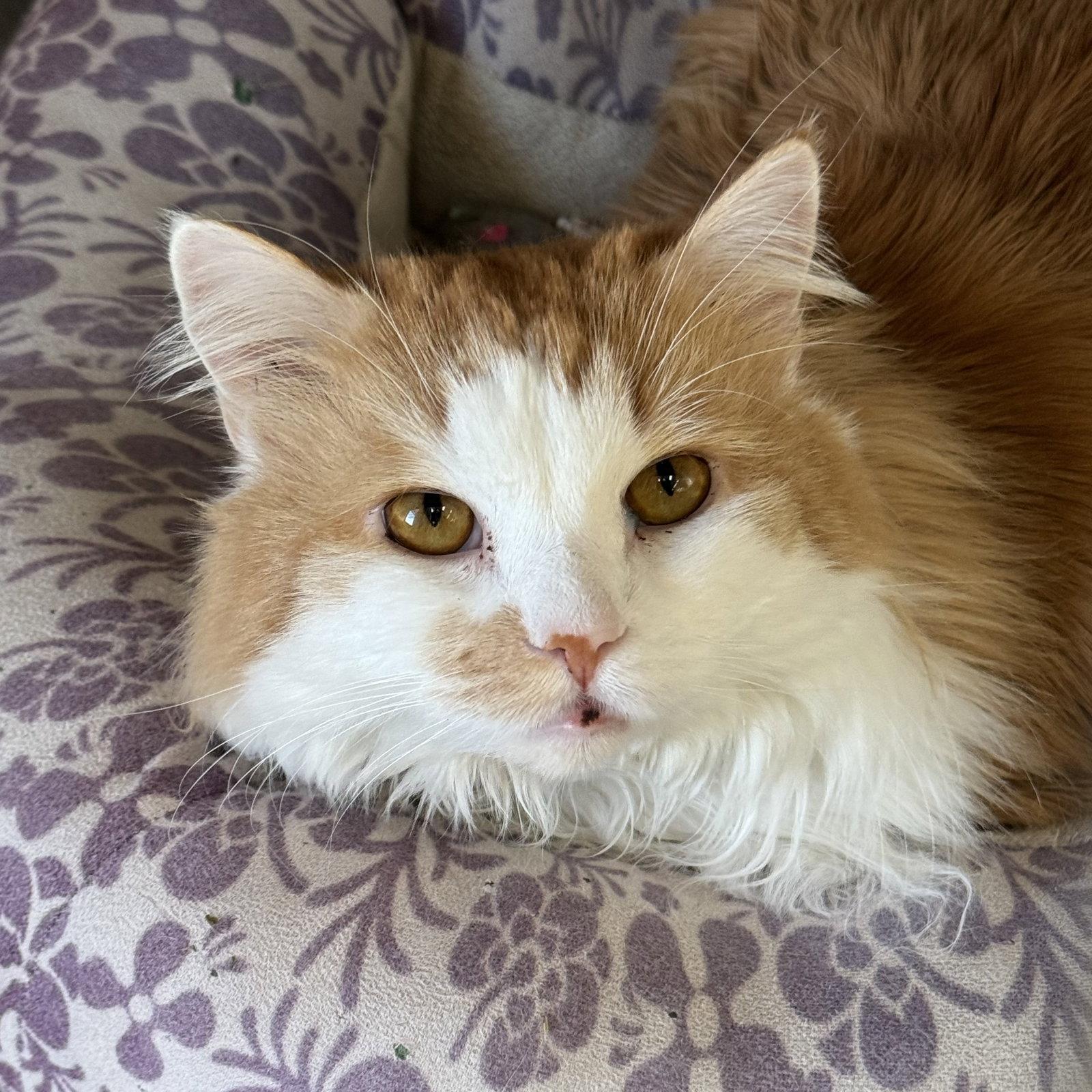 Enlarge JoJo, a Adoptable Domestic Long Hair in Winchendon, MA image 1/3