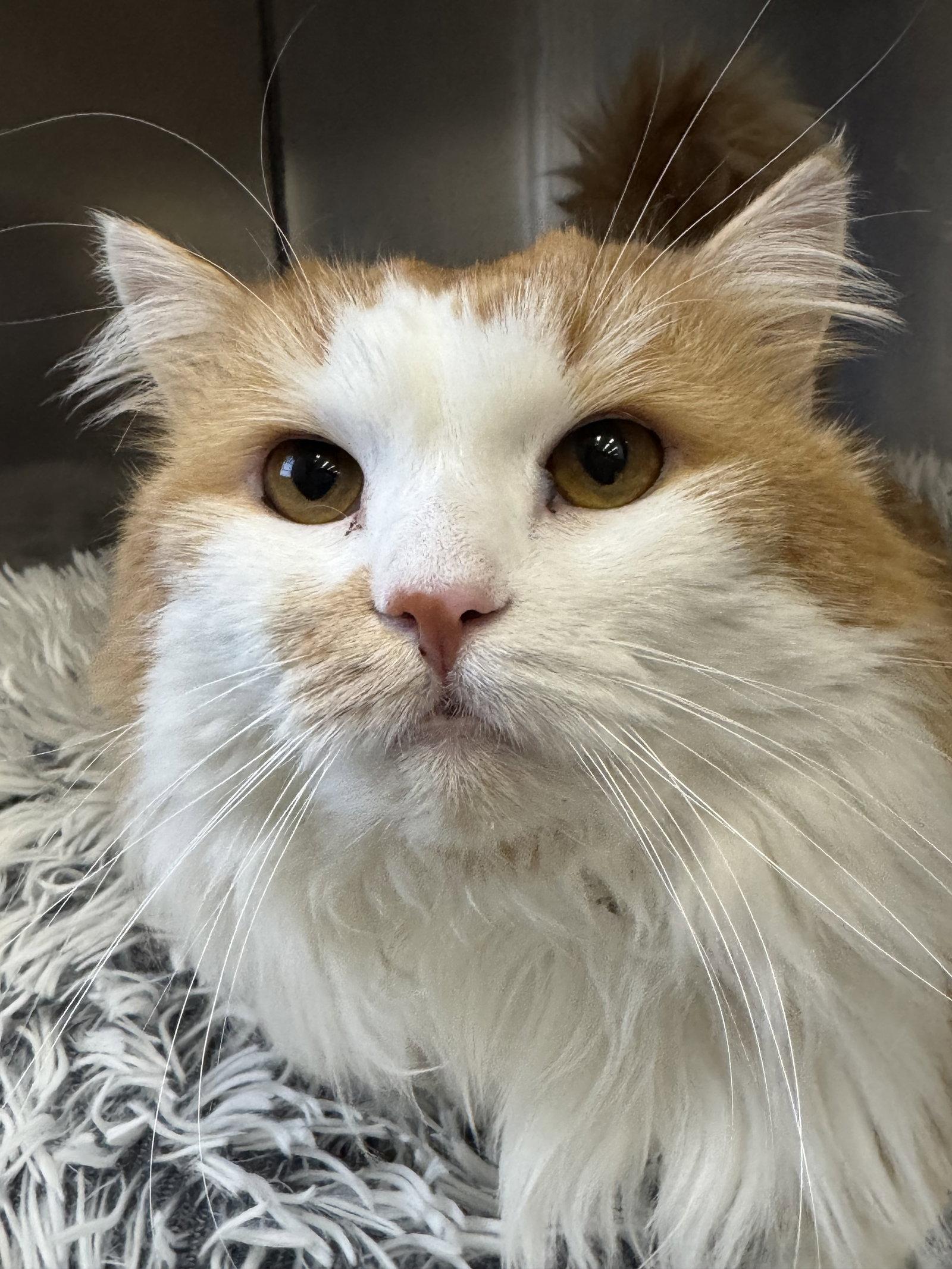 Enlarge JoJo, a Adoptable Domestic Long Hair in Winchendon, MA image 2/3