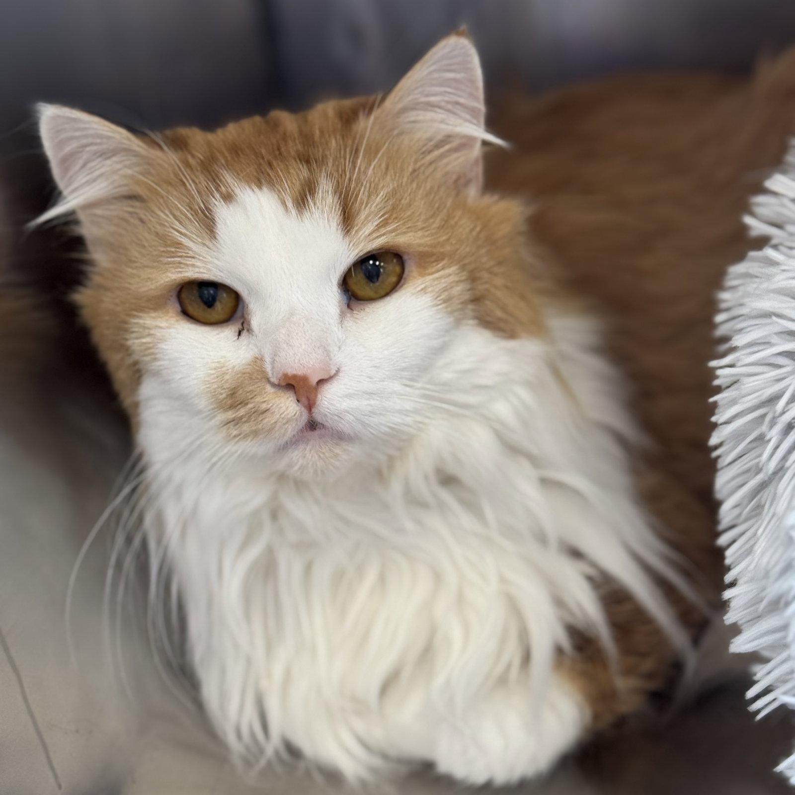 Enlarge JoJo, a Adoptable Domestic Long Hair in Winchendon, MA image 3/3