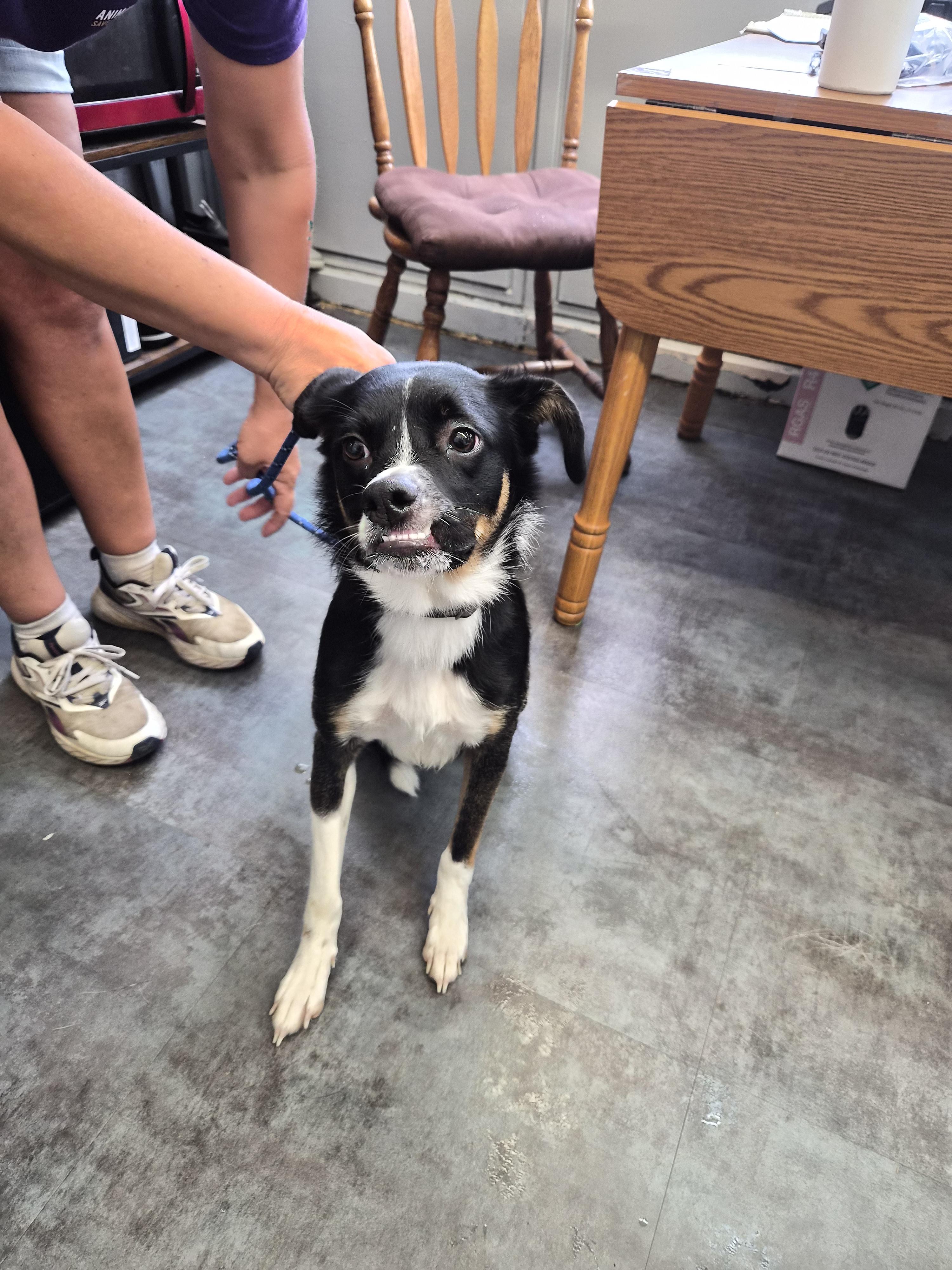 Moxy, Adoptable, Young Female Australian Cattle Dog / Blue Heeler.