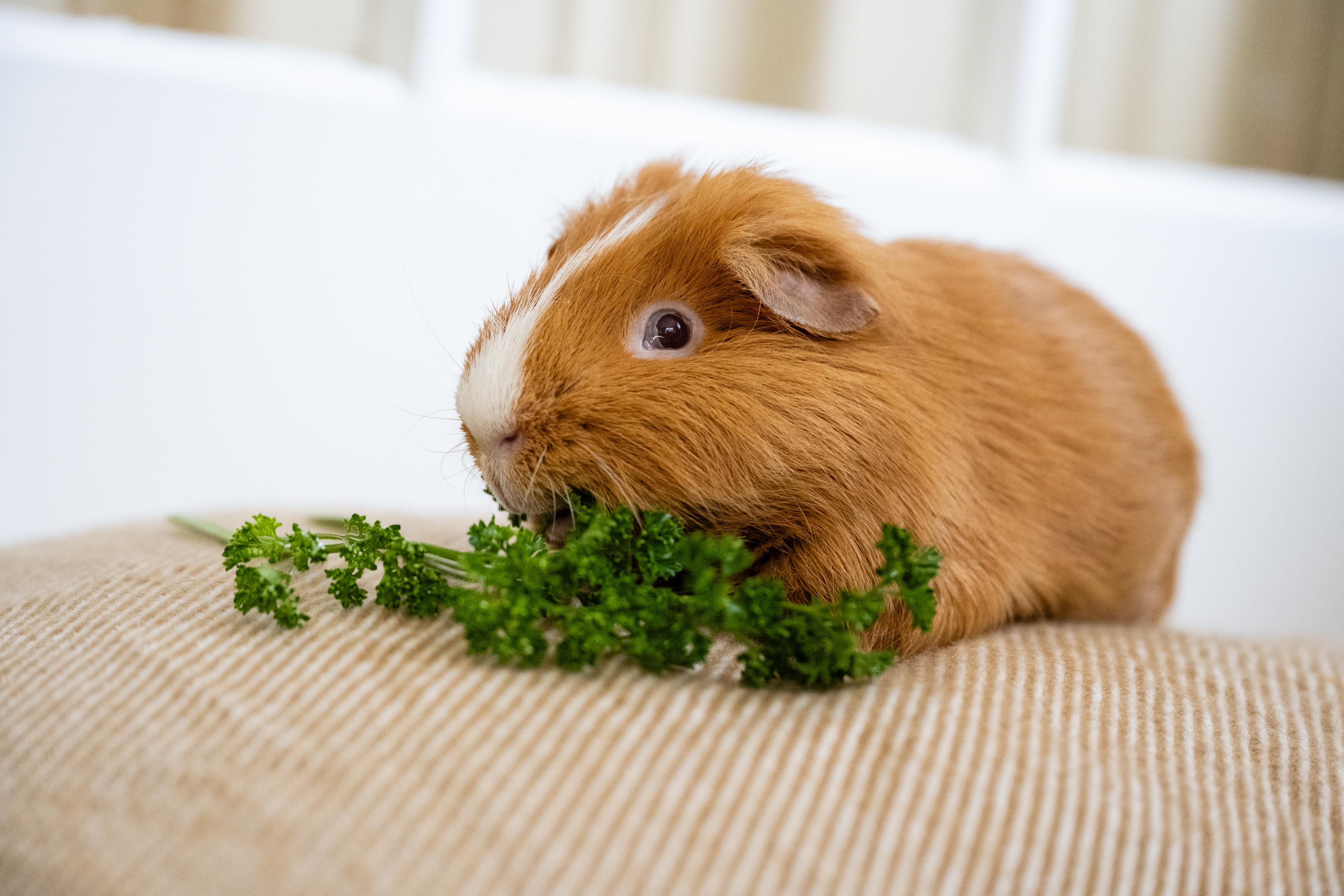 Pumpkin, ADOPTABLE, Senior Male Guinea Pig.