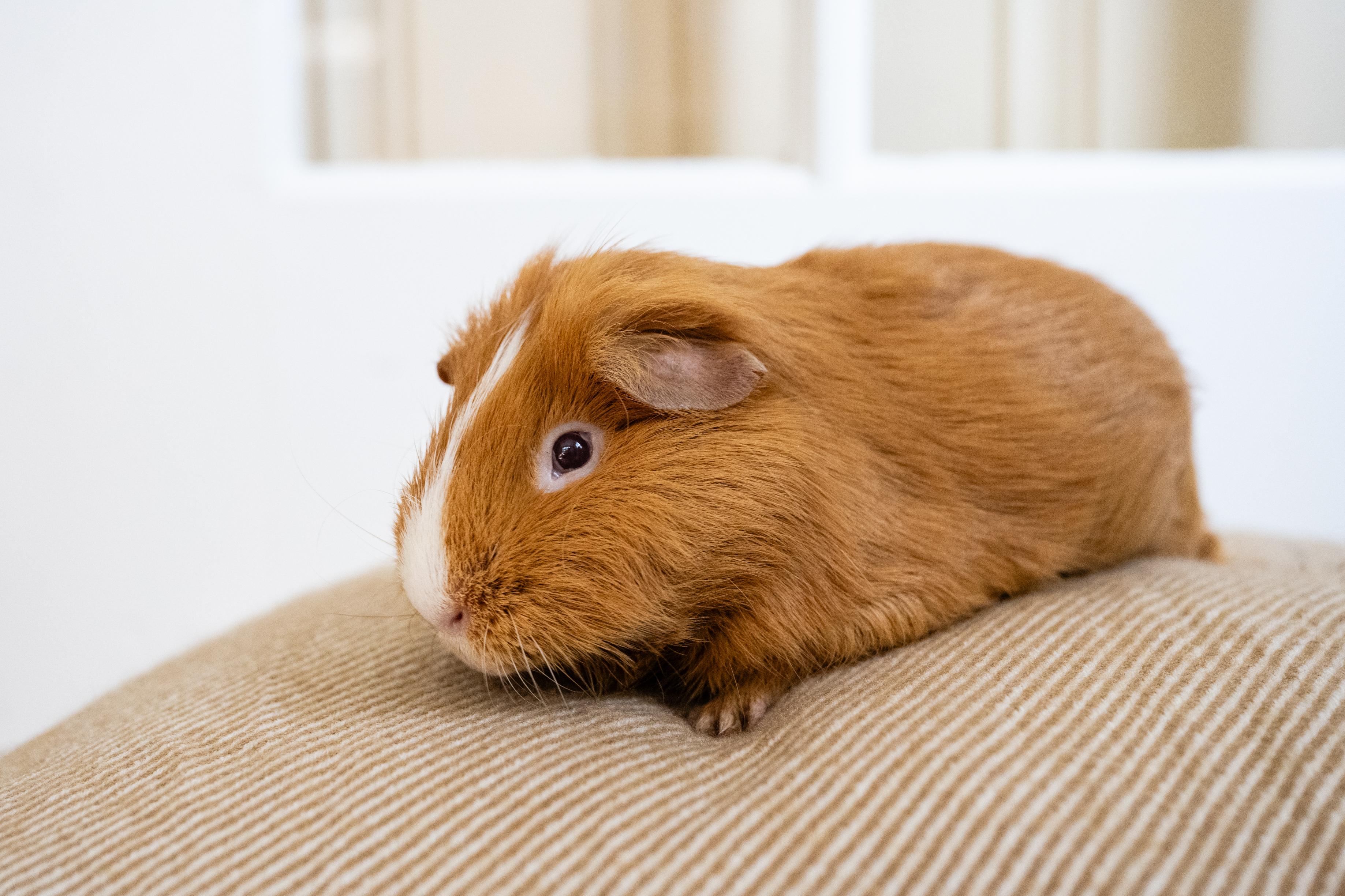 Enlarge Pumpkin, a ADOPTABLE Guinea Pig in Saint Paul, MN image 2/3