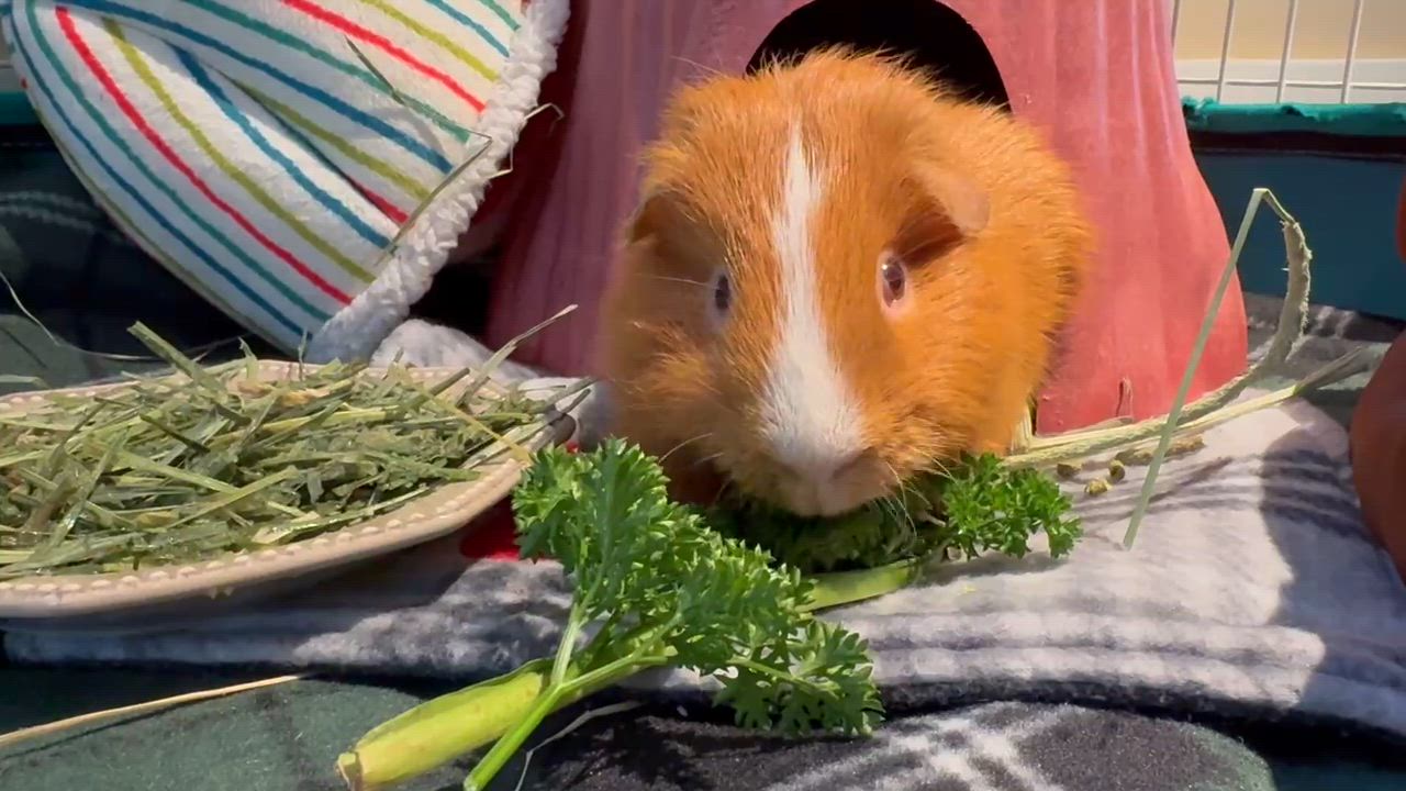 Enlarge Pumpkin, a ADOPTABLE Guinea Pig in Saint Paul, MN video 3/3