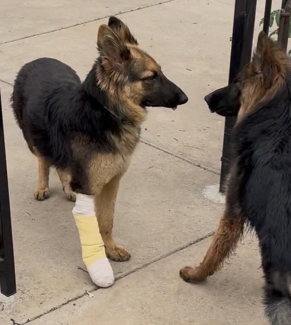 Enlarge Pringle, an adopted German Shepherd Dog in Dallas, TX image 5/6